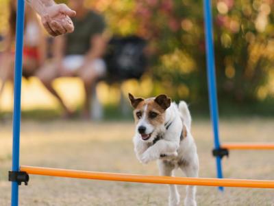 Cane salta ostacoli in un campo con fiori sullo sfondo.