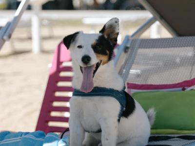 Cane felice su lettino da spiaggia con asciugamano e ombrellone.