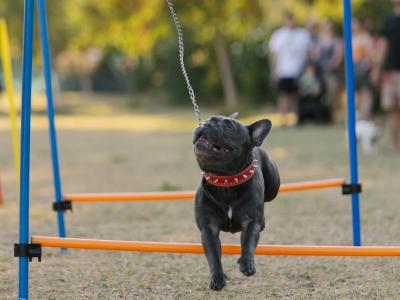 Bulldog francese salta un ostacolo in un parco.