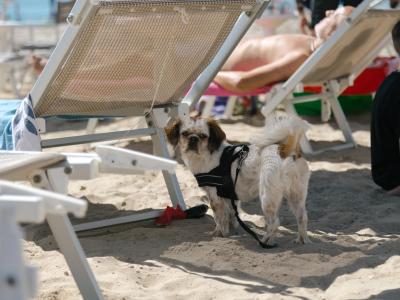 Cane sulla spiaggia vicino a lettini, giornata di sole.