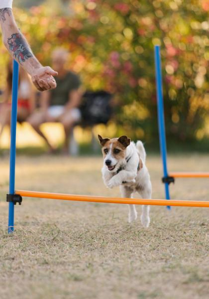 Dog jumps over hurdles in a field with flowers in the background.