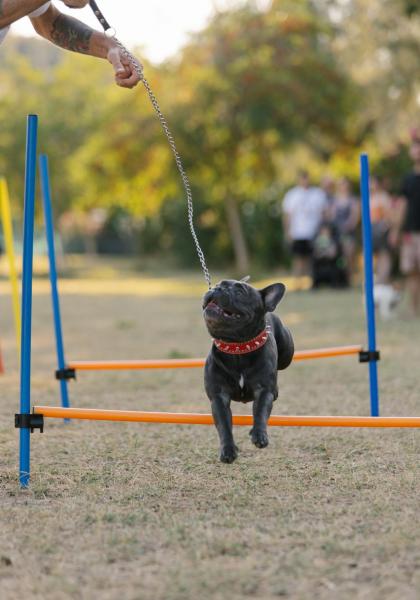 Bulldog francese salta un ostacolo in un parco.