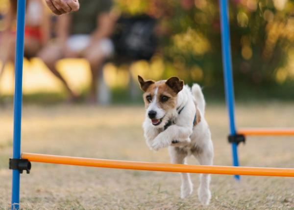 Cane salta ostacoli in un campo con fiori sullo sfondo.