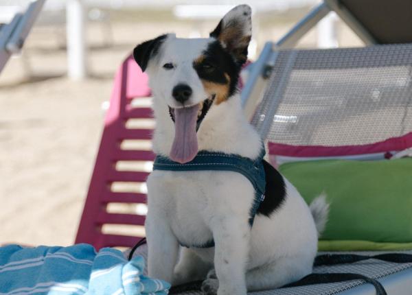 Cane felice su lettino da spiaggia con asciugamano e ombrellone.