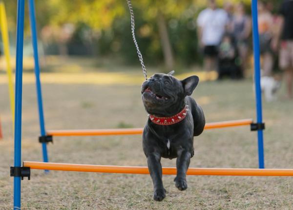 Bulldog francese salta un ostacolo in un parco.