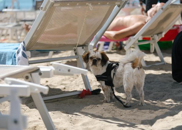 Cane sulla spiaggia vicino a lettini, giornata di sole.